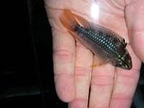 fish3262.jpg image by sharpfish